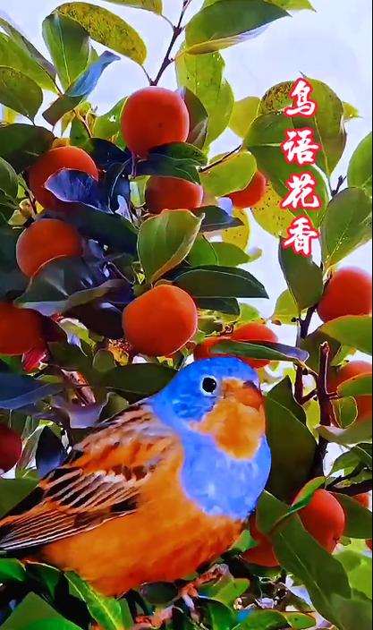 小鸟鸣叫早上好短视频截图