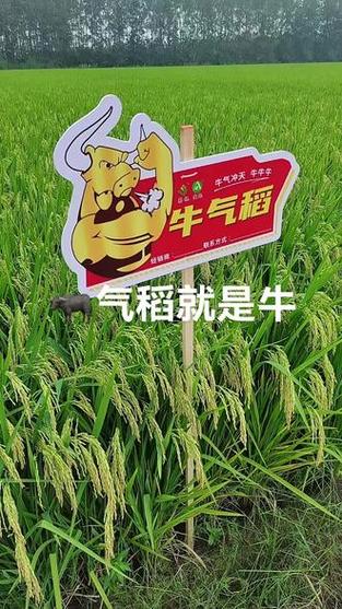 牛气稻叫什么名字