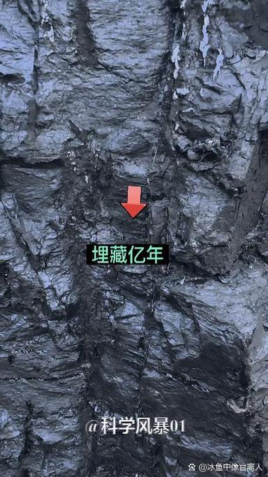 一块化石能卖多少钱