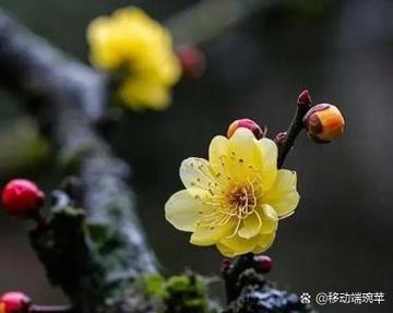 梅花是深根系还是浅根系