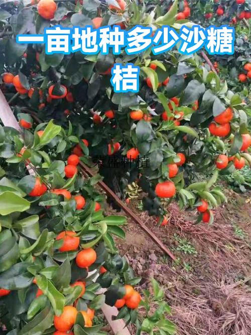 一亩沙糖桔利润多少