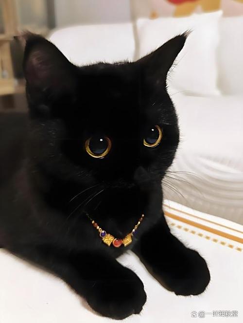 家中养黑猫是吉还是凶