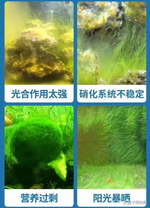 鱼缸绿藻太多会死鱼吗游戏截图