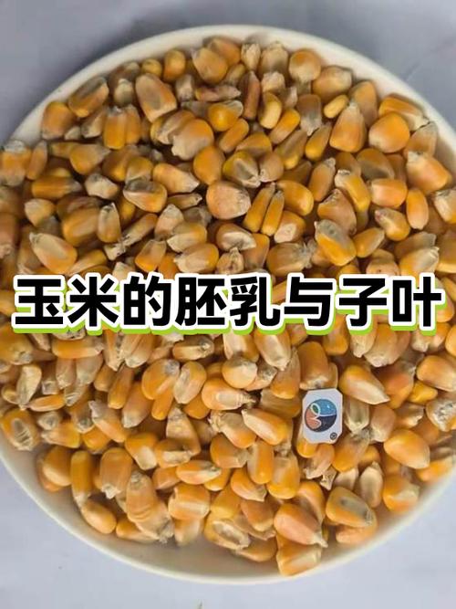 玉米伤肾还是护肾
