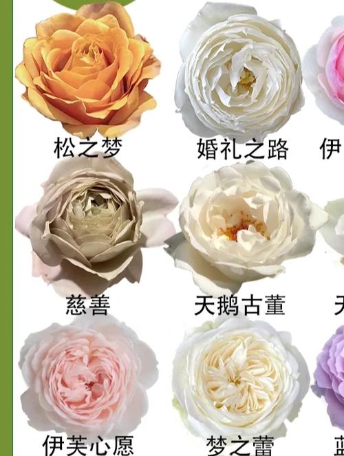月季品种查询网