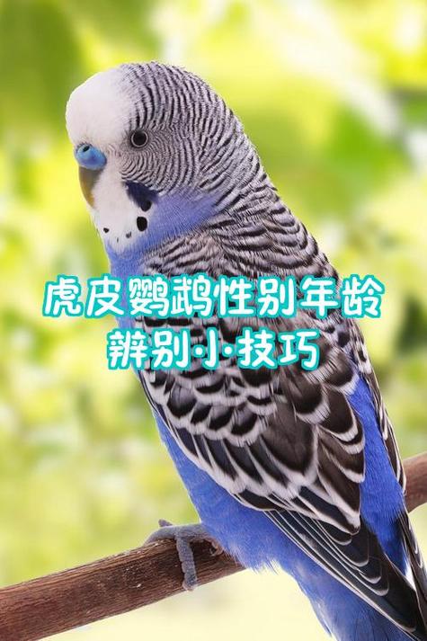 新手养虎皮鹦鹉是买幼年还是成年好
