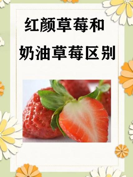 红玉草莓品种介绍