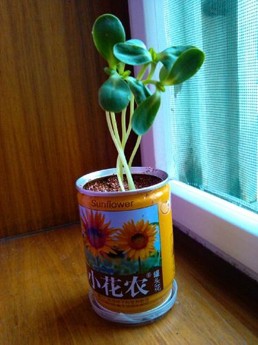 小花农是哪个公司的图标