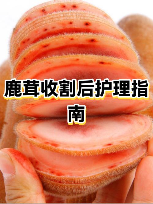 吃鹿茸后的生理反应