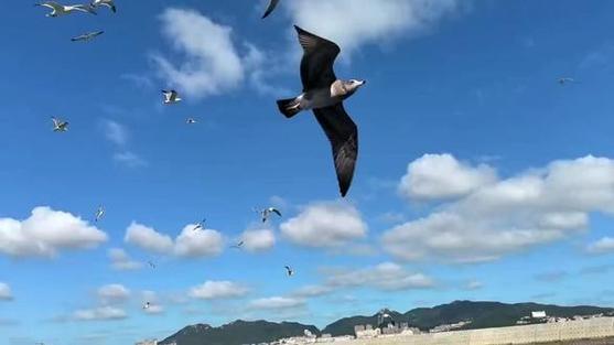 彩云伴海鸥的情感表达