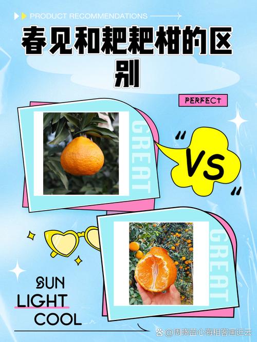 橙子和春见的区别