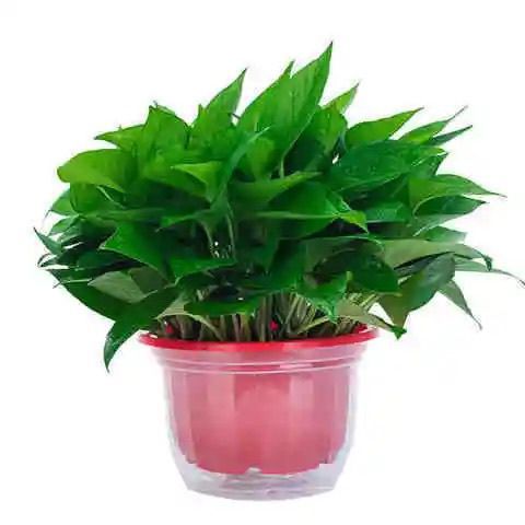 绿箩可以吸甲醛吗