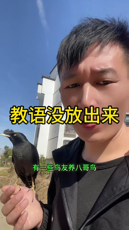 八哥学说你好循环