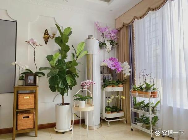 客厅最好养的花排名截图