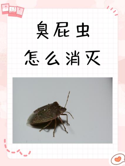 有效杀死臭虫的办法