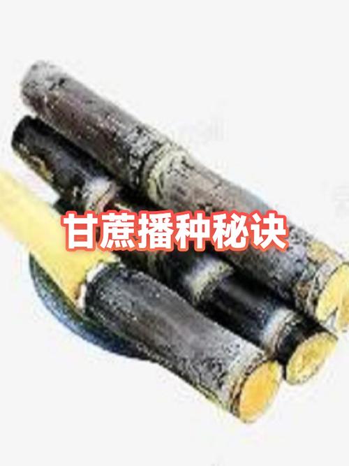 如何种植甘蔗图标