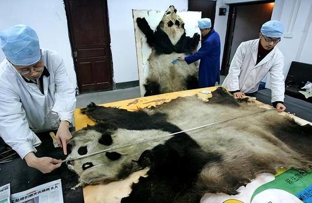 杀一只大熊猫判几年