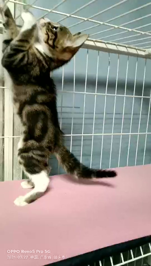 蝴蝶猫是什么样的商城
