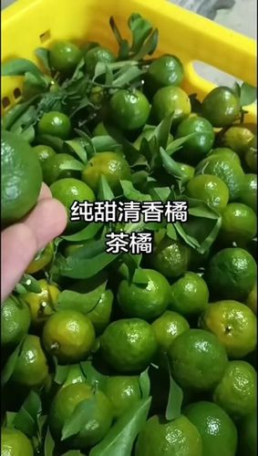 广西青香桔