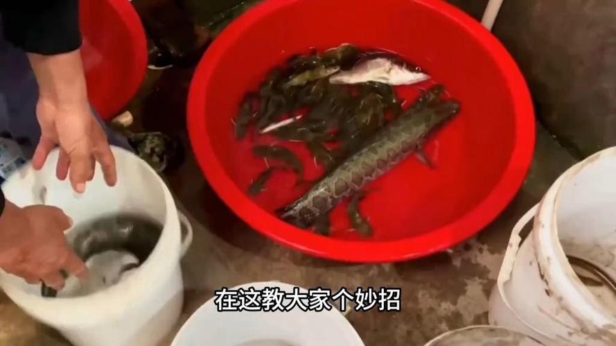 黑鱼为何要尽量少吃