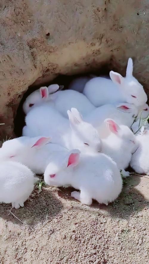 儿歌小白兔白又白图标