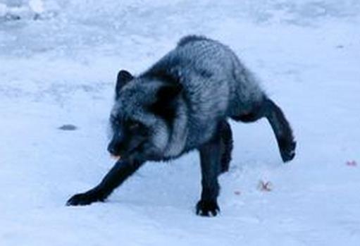 蓝狐fox软件