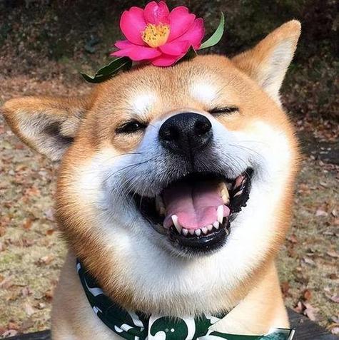 宠物狗视频播放