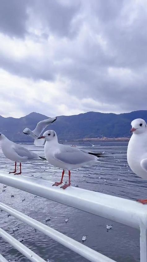 海鸥的照片