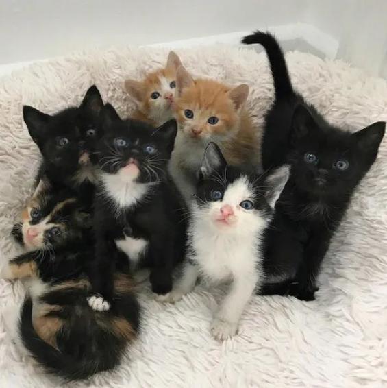 中华田园猫能活多少年截图