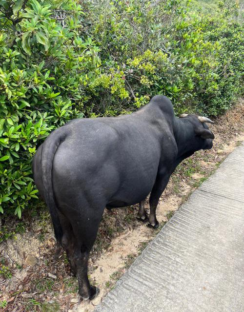 生态环境研究中心牛吗