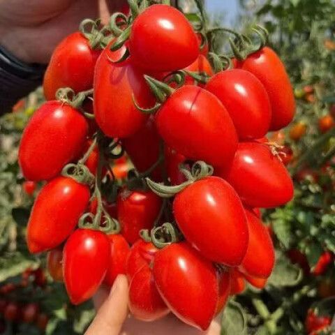 小番茄是什么季节的水果