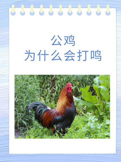 公鸡怎么叫声怎么写