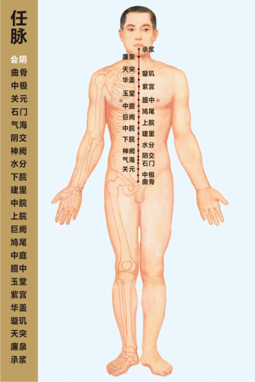 全身经络图十二经络动图缩略图
