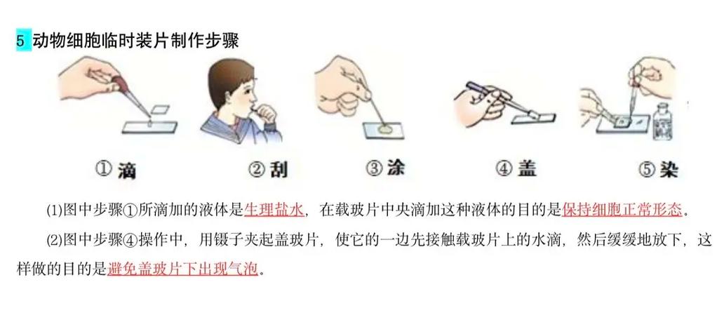 装片的步骤及方法