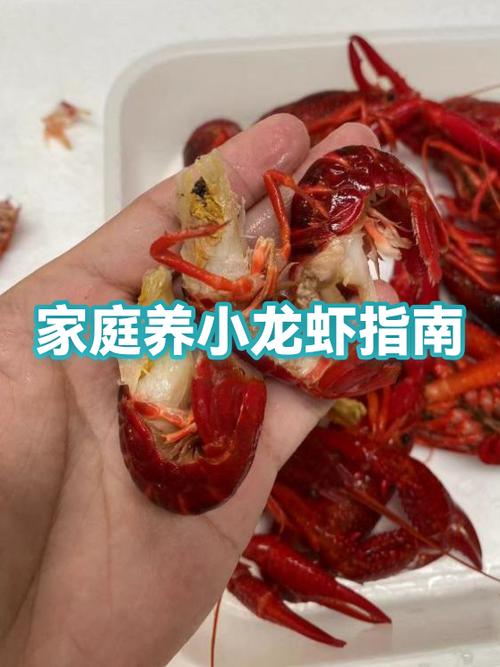 新手养龙虾必看