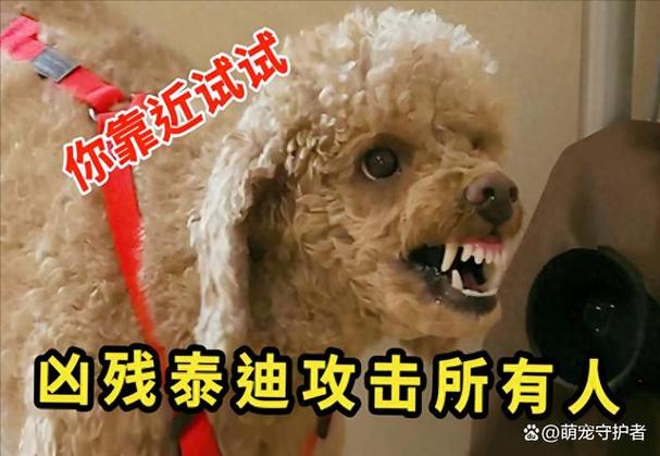 怎样和泰迪狗语言交流