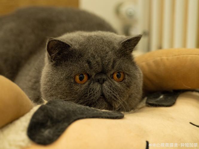 我的宠物猫