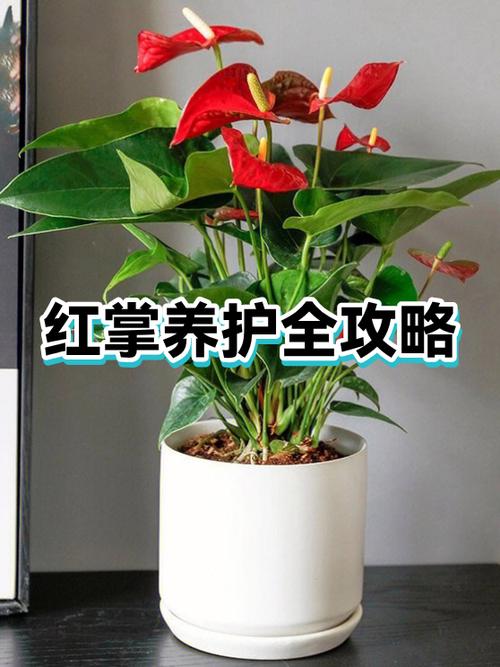 红掌怎么养才能更旺盛