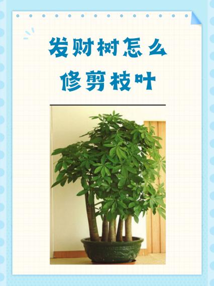 发财树太高修剪图解