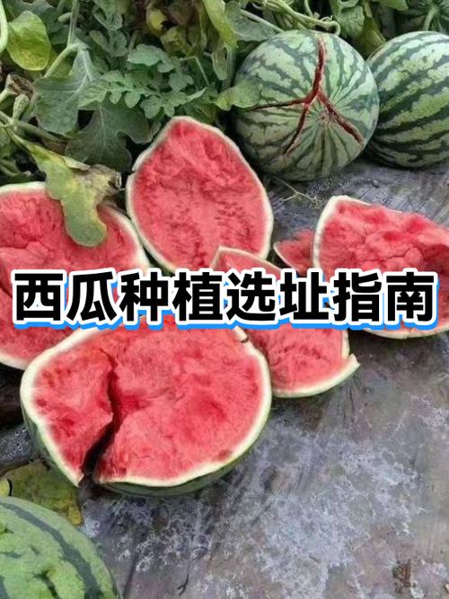 西瓜老旧版7,7.0