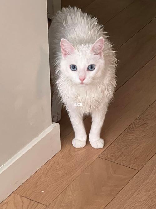 刺猬猫能不能解除手机号绑定