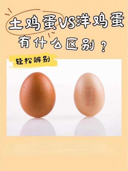土鸡土鸡蛋蛋是什么歌