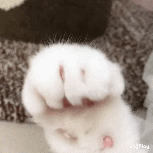 抓楼上小胸猫爪表情包