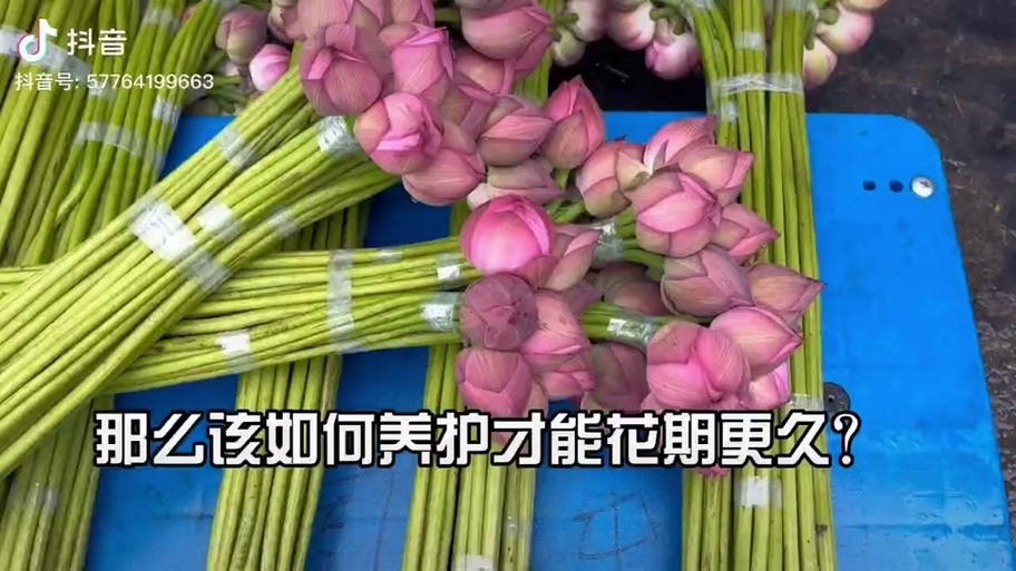 荷花要怎么醒花