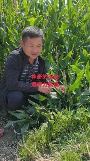 神奇的玉米