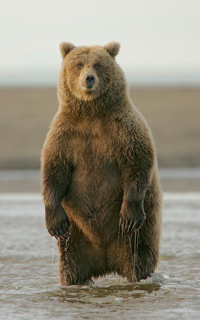grizzly bear