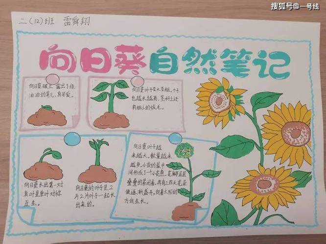 向日葵的种植方法缩略图