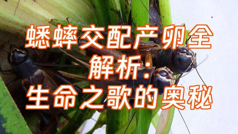 蟋蟀一年繁殖几次缩略图