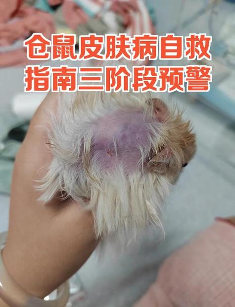 仓鼠皮肤病能活多久