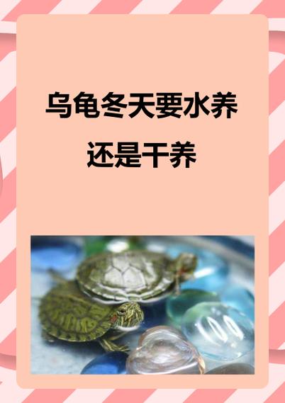 养龟的注意事项